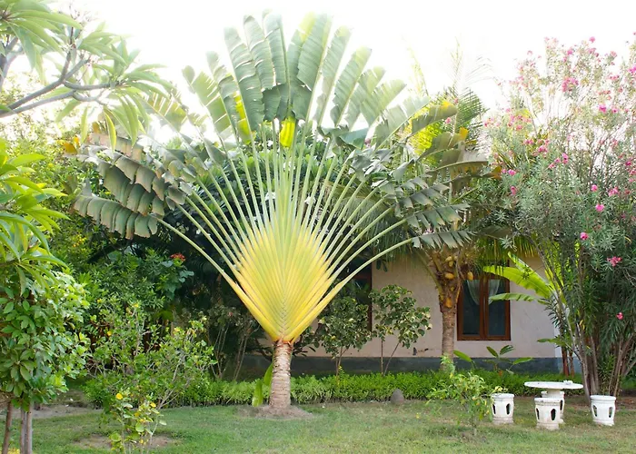 Bali Oase 2* Pemuteran (Bali)